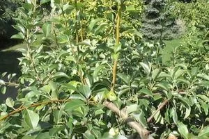 Як впоратися з вовчками на груші без шкоди для врожаю