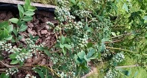 Як підготувати лохину до зими та безпечно підкислити ґрунт Як підготувати лохину до зими та безпечно підкислити ґрунт