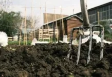 Підзимній та озимий посів: як і що сіяти восени без втрати врожаю