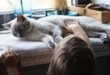 Як очистити шерсть кота від жиру й бруду без купання