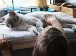 Як очистити шерсть кота від жиру й бруду без купання