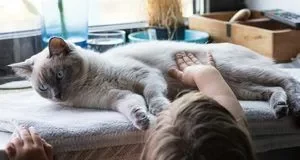 Як очистити шерсть кота від жиру й бруду без купання