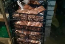Як зібрати й зберегти моркву до весни хрумкою та соковитою