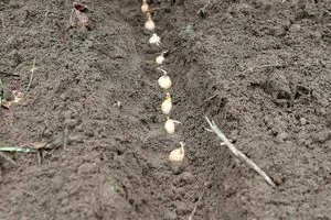 image Чому озима цибуля чахне: типові помилки під час заправки грядок