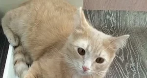 Чому кіт спить у лотку і коли це може бути тривожним сигналом