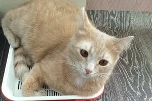 image Чому кіт спить у лотку і коли це може бути тривожним сигналом