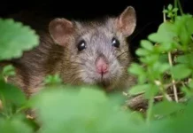 Чому декоративний щурик може стати найзручнішим домашнім улюбленцем