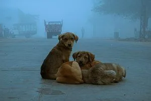 image Популярні породи собак 90-х: як мода вплинула на бездомних тварин і безпеку людей