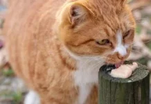 Повнораціонний котячий корм: що це таке і чому одного м’яса замало