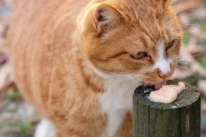 image Повнораціонний котячий корм: що це таке і чому одного м’яса замало
