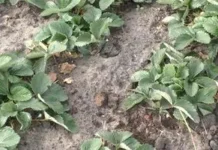 Полуниця у вересні: як оновити грядки й підготувати кущі до зими