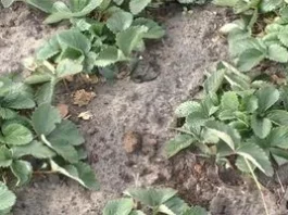 Полуниця у вересні: як оновити грядки й підготувати кущі до зими