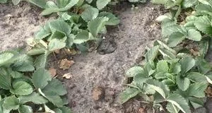 Полуниця у вересні: як оновити грядки й підготувати кущі до зими