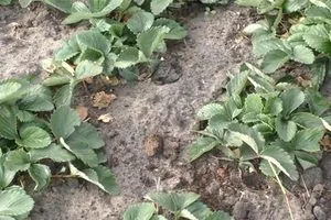 image Полуниця у вересні: як оновити грядки й підготувати кущі до зими