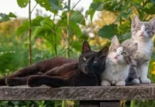Чи можна вимагати аліменти з сусідського кота за кошенят