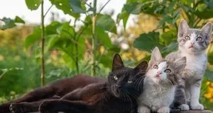 Чи можна вимагати аліменти з сусідського кота за кошенят