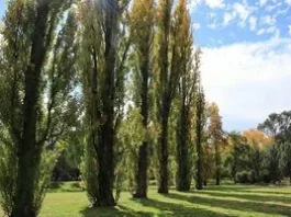 Чому від спиляних тополь може тхнути гниллю та тухлою рибою