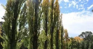 Чому від спиляних тополь може тхнути гниллю та тухлою рибою