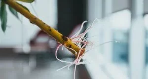 Квіти, які варто живцювати на початку вересня: практичні поради Квіти, які варто живцювати на початку вересня: практичні поради