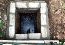 Чи варто садити березу біля вигрібної ями: коли біодренаж допомагає, а коли шкодить Чи варто садити березу біля вигрібної ями: коли біодренаж допомагає, а коли шкодить