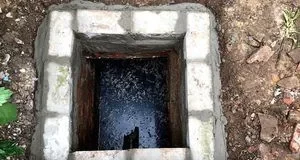 Чи варто садити березу біля вигрібної ями: коли біодренаж допомагає, а коли шкодить Чи варто садити березу біля вигрібної ями: коли біодренаж допомагає, а коли шкодить