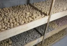 7 головних помилок при зберіганні картоплі взимку 7 головних помилок при зберіганні картоплі взимку