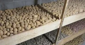 7 головних помилок при зберіганні картоплі взимку 7 головних помилок при зберіганні картоплі взимку