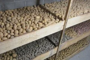 image 7 головних помилок при зберіганні картоплі взимку