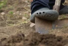 Як розкислити ґрунт восени: норми вапна і безпечне внесення