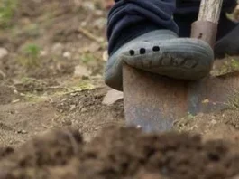 Як розкислити ґрунт восени: норми вапна і безпечне внесення