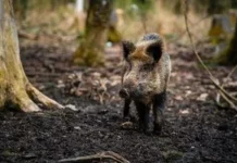 Коли дикий кабан може напасти на людину в лісі і як поводитися