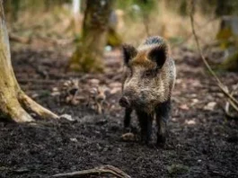 Коли дикий кабан може напасти на людину в лісі і як поводитися