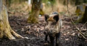 Коли дикий кабан може напасти на людину в лісі і як поводитися