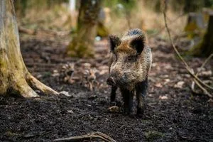 image Коли дикий кабан може напасти на людину в лісі і як поводитися