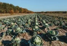 Чому варто залишати в ґрунті коріння капусти й помідорів до весни Чому варто залишати в ґрунті коріння капусти й помідорів до весни