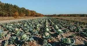 Чому варто залишати в ґрунті коріння капусти й помідорів до весни