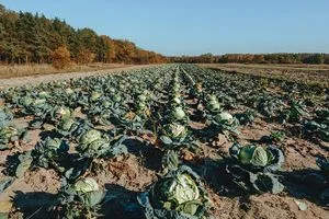 image Чому варто залишати в ґрунті коріння капусти й помідорів до весни