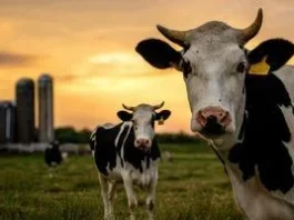 Чому в Китаї молоко лишалося рідкістю, а в Україні стало щоденною їжею