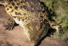 Чому динозаври зникли, а крокодили вижили після падіння астероїда