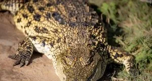 Чому динозаври зникли, а крокодили вижили після падіння астероїда Чому динозаври зникли, а крокодили вижили після падіння астероїда