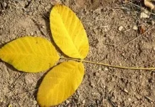 Що робити з листям волоського горіха в саду: компост, грядки й хворі дерева Що робити з листям волоського горіха в саду: компост, грядки й хворі дерева