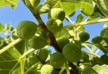 Як укоренити живець інжиру взимку вдома і підготувати молоде дерево до саду Як укоренити живець інжиру взимку вдома і підготувати молоде дерево до саду