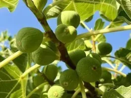 Як укоренити живець інжиру взимку вдома і підготувати молоде дерево до саду Як укоренити живець інжиру взимку вдома і підготувати молоде дерево до саду