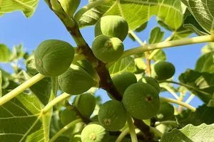 image Як укоренити живець інжиру взимку вдома і підготувати молоде дерево до саду