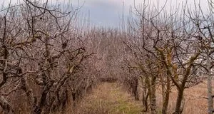 Осіння обробка саду залізним купоросом: строки, норми та безпечне застосування Осіння обробка саду залізним купоросом: строки, норми та безпечне застосування