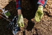 Що посіяти під зиму в холодну землю: овочі та зелень для раннього врожаю