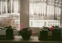 Полив кімнатних квітів через піддон: які рослини потребують і як робити правильно