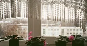 Полив кімнатних квітів через піддон: які рослини потребують і як робити правильно Полив кімнатних квітів через піддон: які рослини потребують і як робити правильно