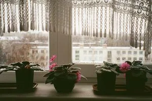 image Полив кімнатних квітів через піддон: які рослини потребують і як робити правильно