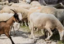 Чому вівці слухняно йдуть за цапом і хто насправді веде отару Чому вівці слухняно йдуть за цапом і хто насправді веде отару
